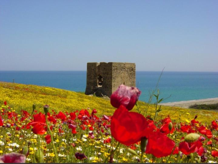 Bed and Breakfast Casale Degli Ulivi