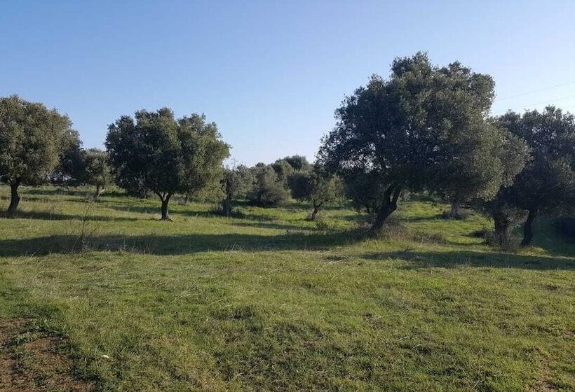 Bed and Breakfast Casale Degli Ulivi