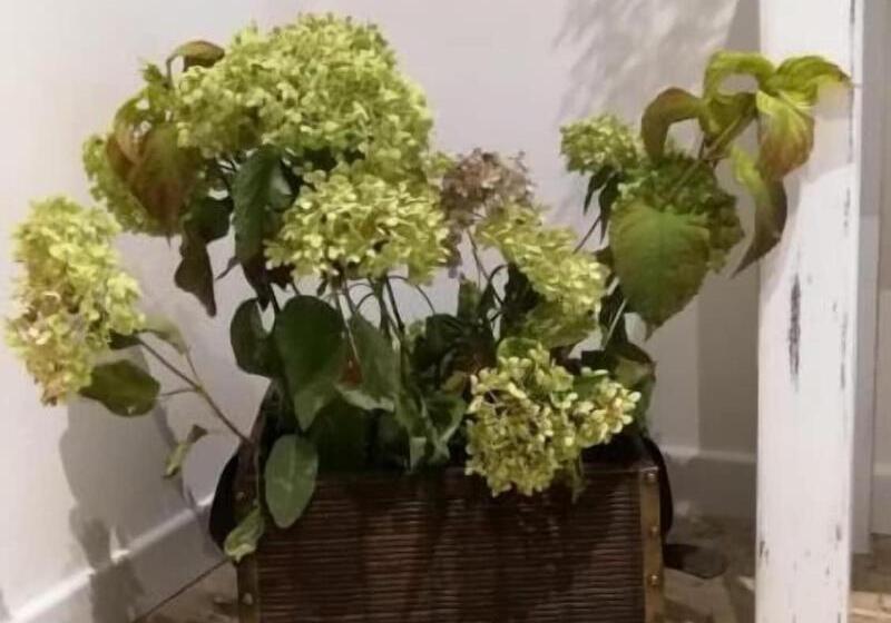 Bed and Breakfast Good Morning Shopping