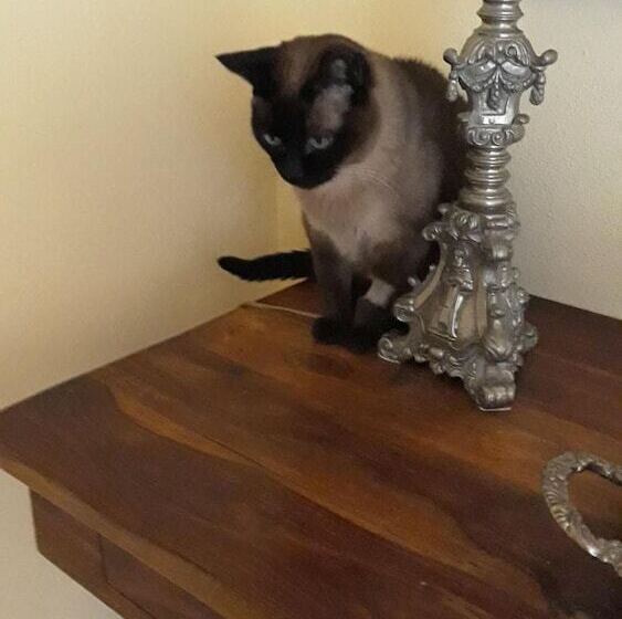 펜션 Alloggio Petunia