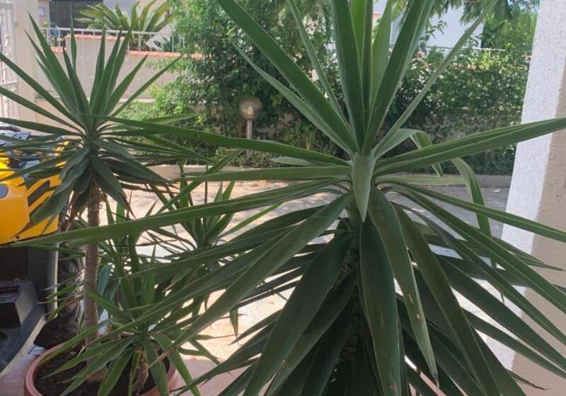 住宿加早餐  Valentina Lovely Rooms