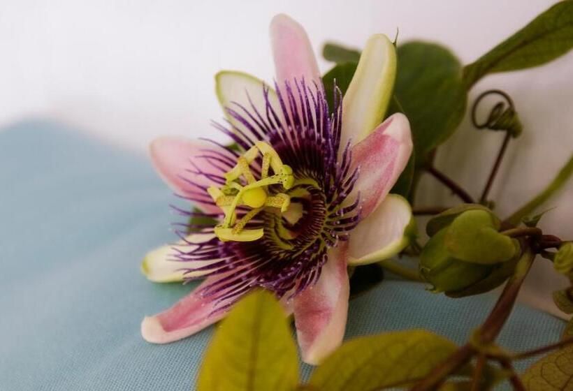 Casa Borgo Regina B&b  Bari Puglia Apartments