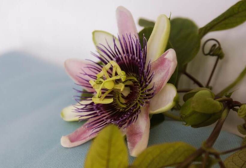 Casa Borgo Regina B&b  Bari Puglia Apartments