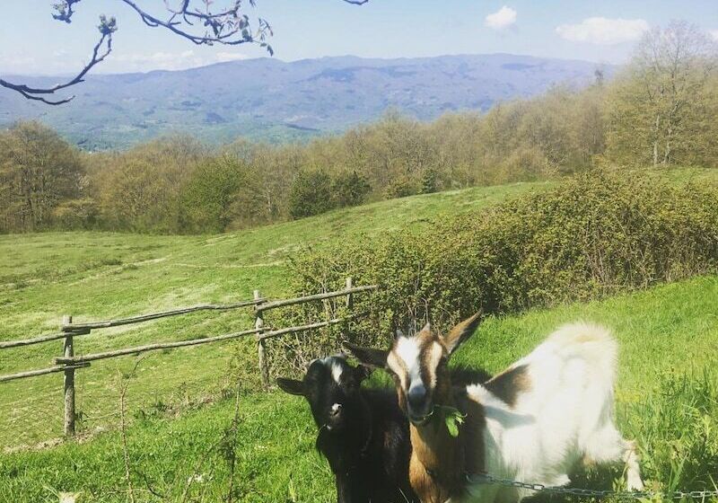 乡村酒店  Agriturismo La Casina Della Burraia