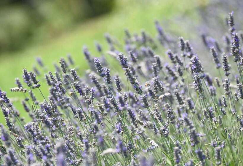 فندق ريفى Agriturismo Madonna Della Corte