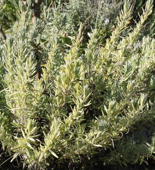 בית מלון כפרי Agriturismo Tinti