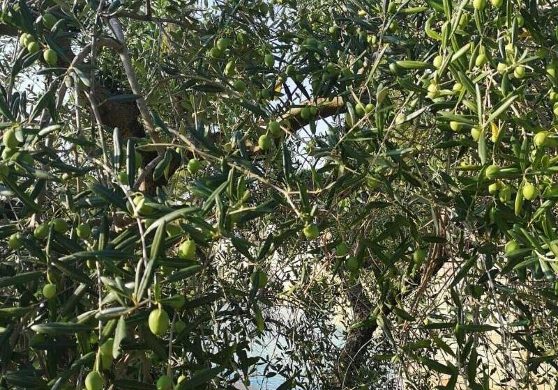 فندق Villa Delle Querce Resort