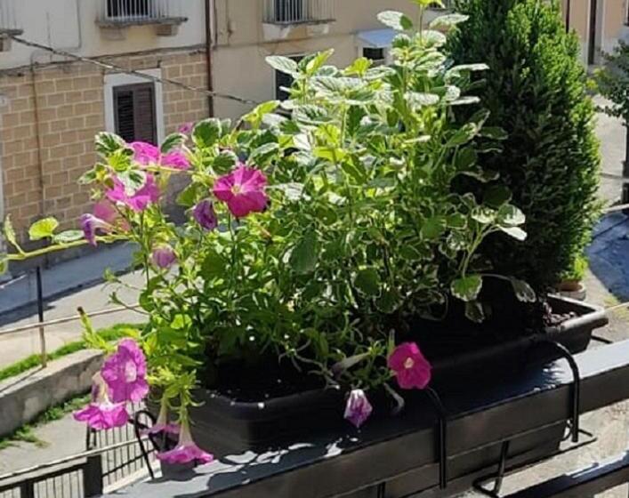 펜션 B&b Residence Armonia Sulmona