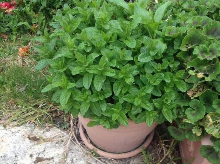 پانسیون Borgo Rigolizia Vacanze