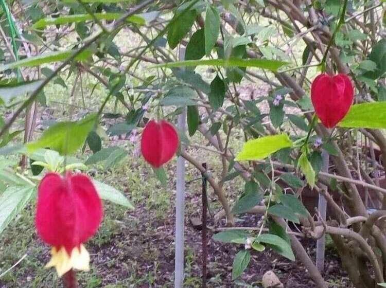 بنسيون Le Stanze Di Villa Labruto