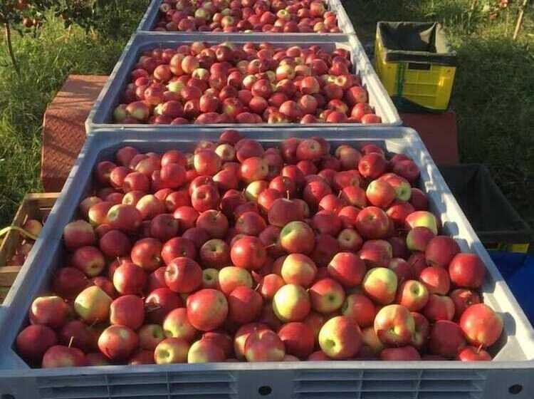 צימר Agrialpi By Salfrutta