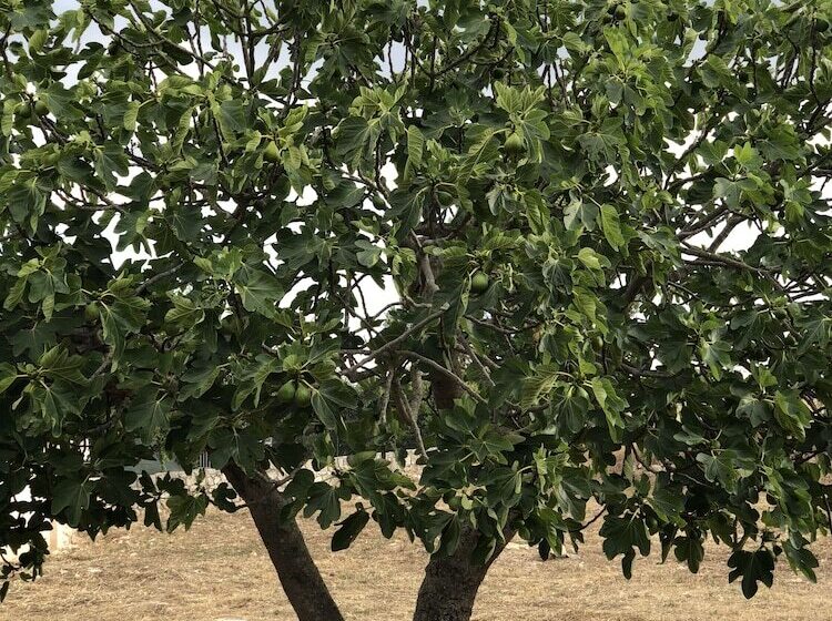 住宿加早餐 Dimora Le Ginestre Adults Only