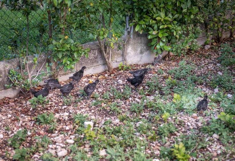 تختخواب و صبحانه L Agrifoglio Di Assisi Residenza Di Campagna