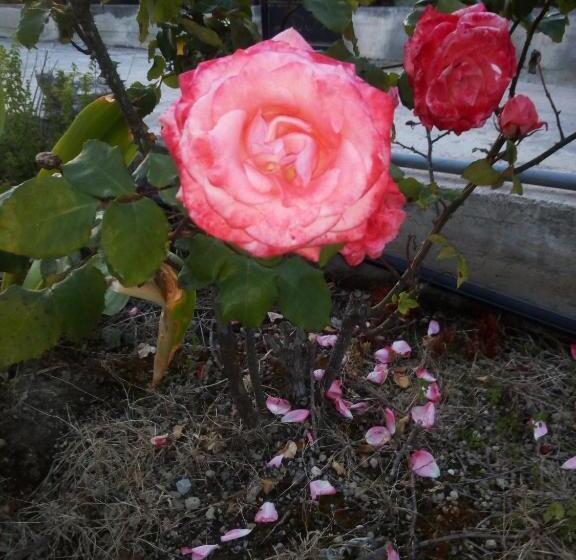 مبيت وإفطار La Maison Di Sara