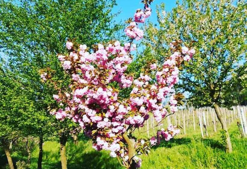 فندق ريفى La Valle