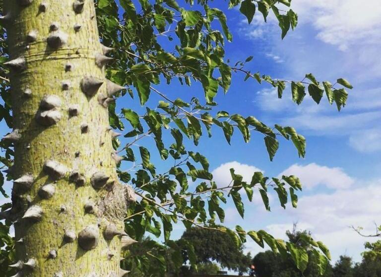 بنسيون Botanic Golf Sacuba & Resort