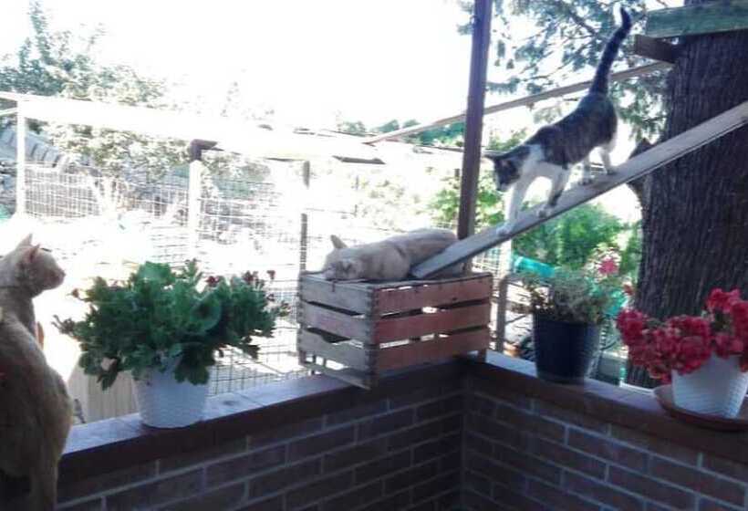 ペンション Oasi Liv   Affittacamere