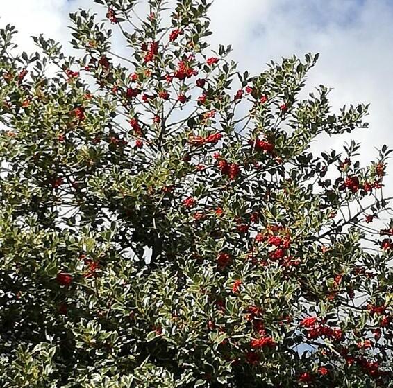 Vigna Dell Agrifoglio   Bed And Breakfast