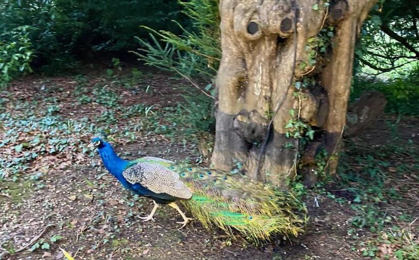 Отель Powdermills Country House