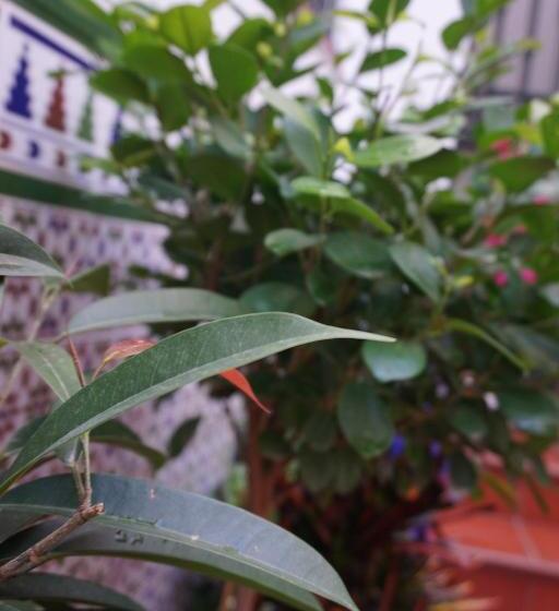 Отель Rompeolas Playa