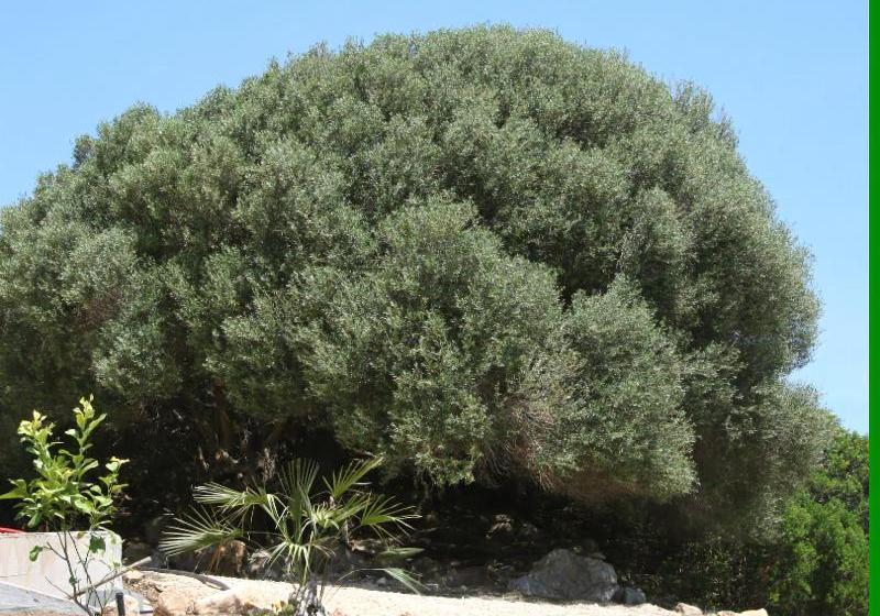 Agriturismo Su Siddaddu