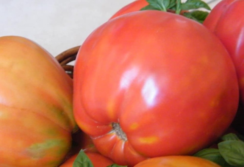 בית מלון כפרי Agriturismo La Vecchia Fontana