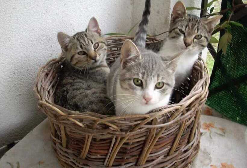 فندق ريفى Agriturismo Tisignana