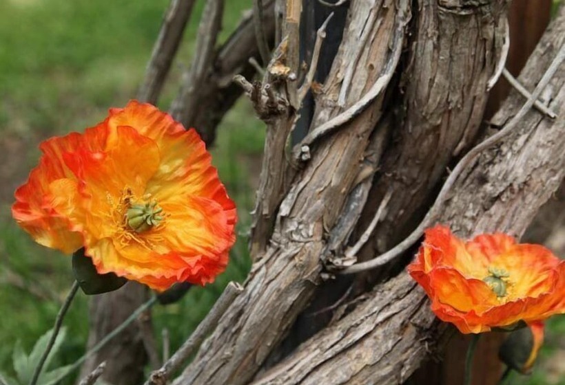 فندق ريفى Agriturismo Tisignana