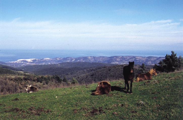 בית מלון כפרי Agriturismo Fara Del Falco