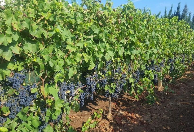 乡村酒店  Agriturismo Sa Pramma