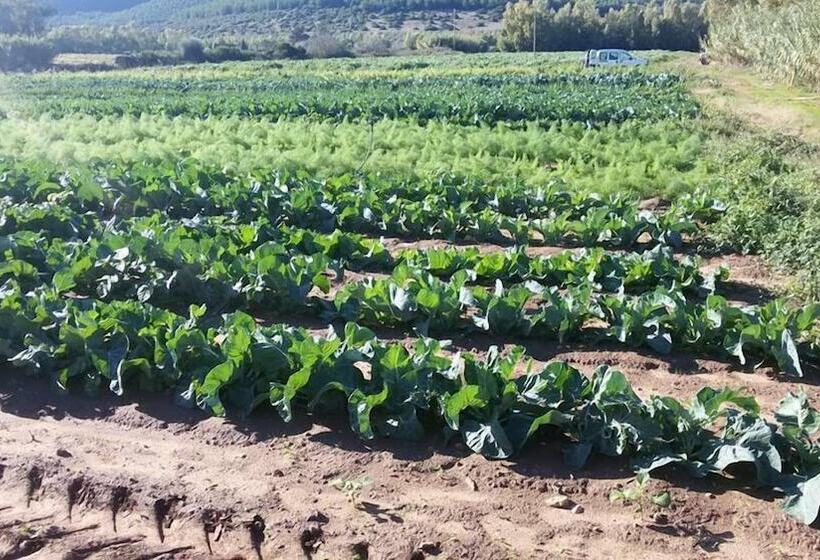 乡村酒店  Agriturismo Sa Pramma