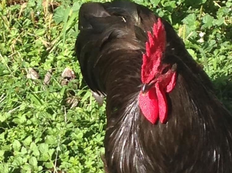 교외 호텔 Cascina Argentera