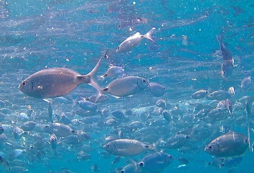 בית מלון כפרי Scugnizza Smeralda