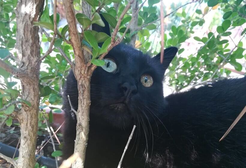 B&b Villa Cinque Pini