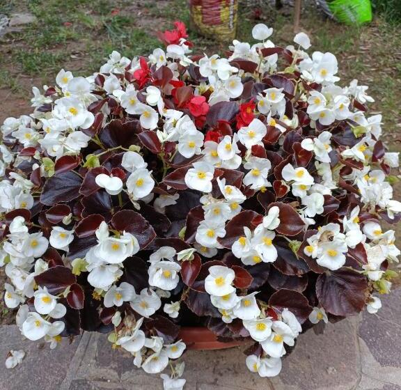 민박 Recanati Family