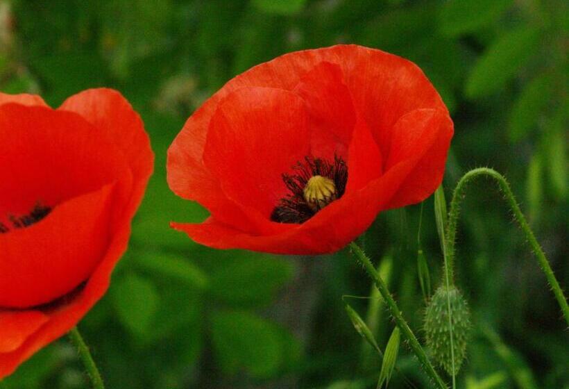 בית מלון כפרי Agriturismo La Roverella