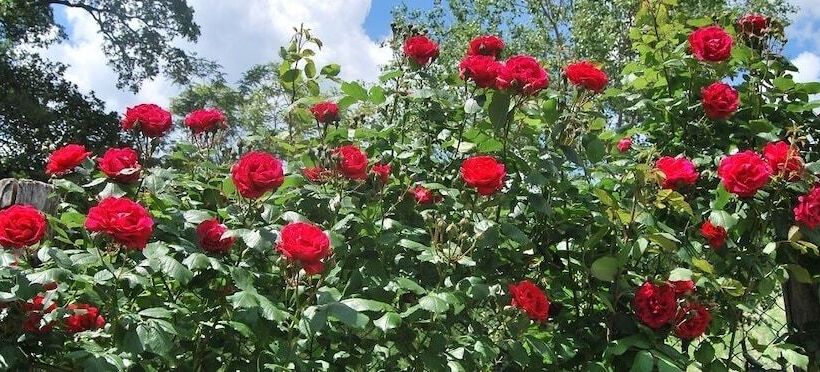 Сельский отель Il Quercione