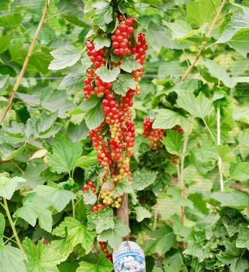 B&b Dalla Fattoria Della Patty