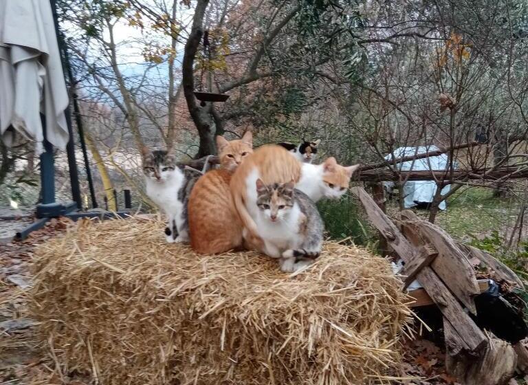 مبيت وإفطار Fattoria La Tana Della Volpe