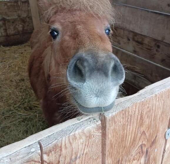 مبيت وإفطار Fattoria La Tana Della Volpe