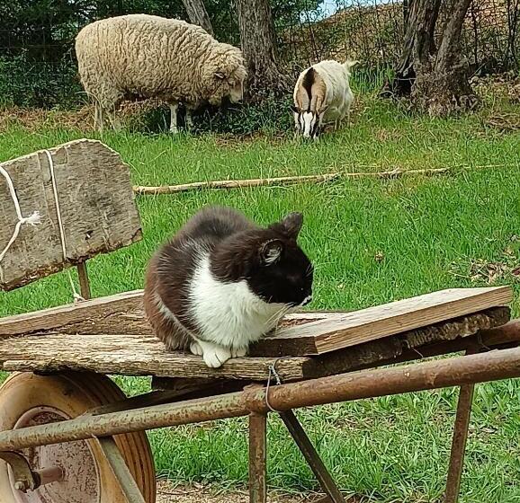 مبيت وإفطار Fattoria La Tana Della Volpe