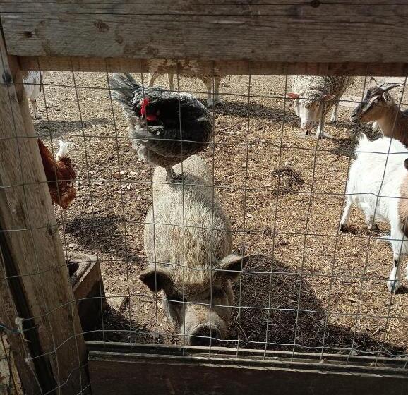 مبيت وإفطار Fattoria La Tana Della Volpe