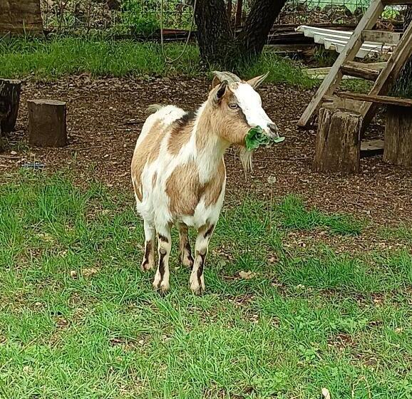 مبيت وإفطار Fattoria La Tana Della Volpe