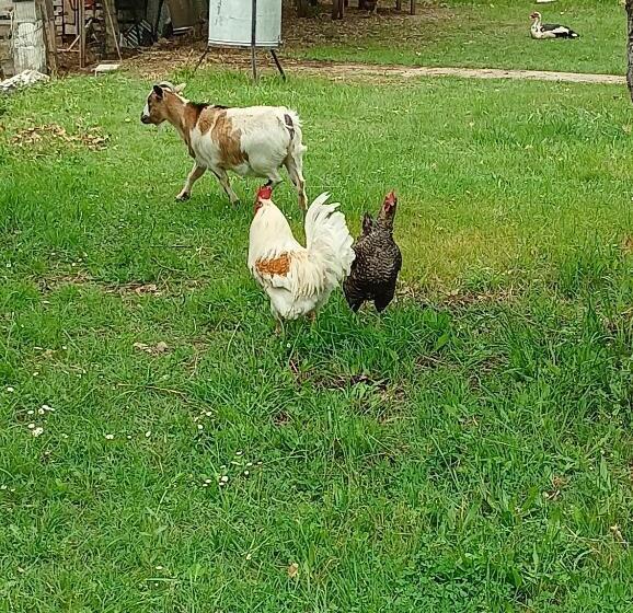 مبيت وإفطار Fattoria La Tana Della Volpe