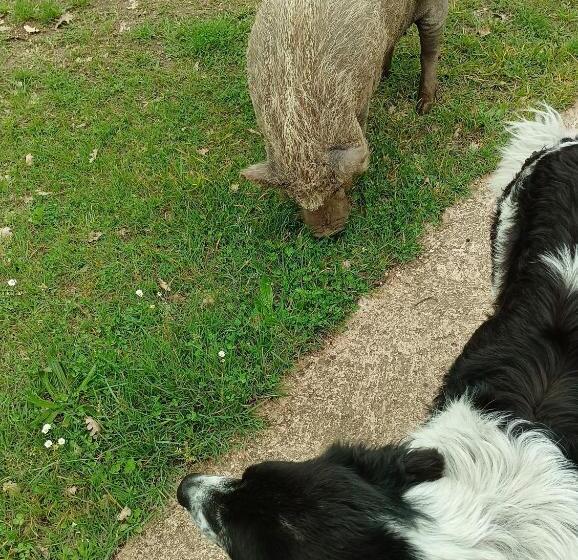 مبيت وإفطار Fattoria La Tana Della Volpe