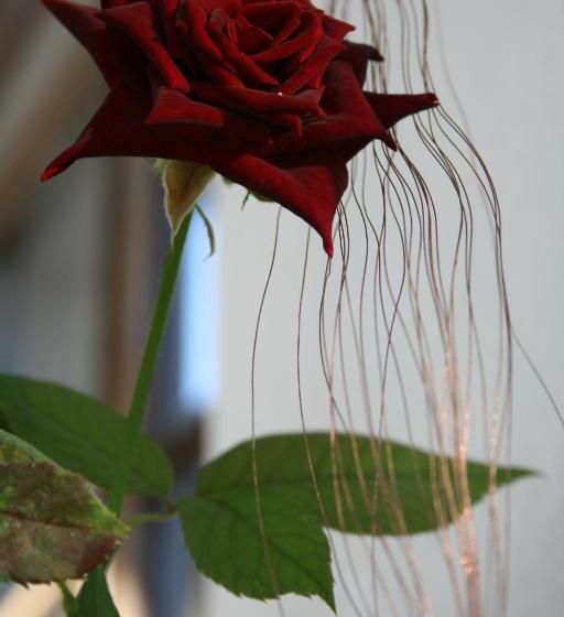 민박 La Torre Di Pieve