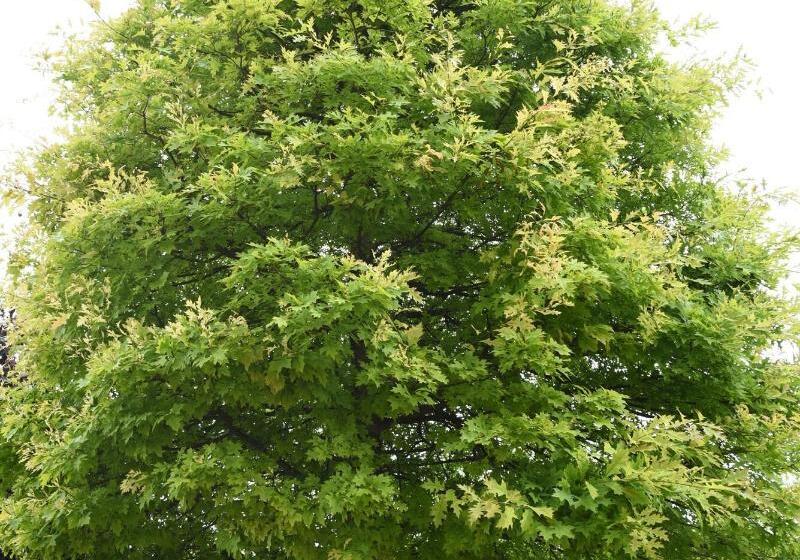 צימר Relais Villa Quercia