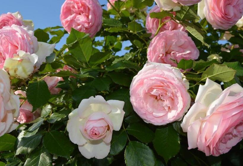 בית מלון כפרי Agriturismo Podere Terrena