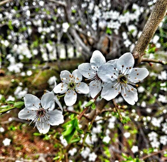 مبيت وإفطار Meravilla