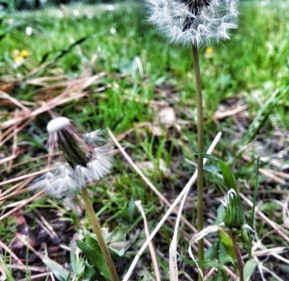 مبيت وإفطار Meravilla